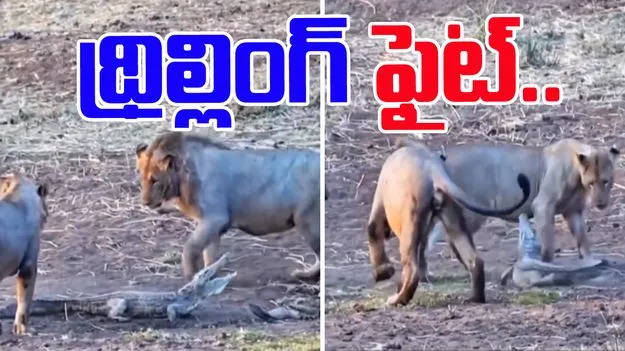 Lions vs crocodile: మొసలిని రౌండప్ చేసిన సింహాలు.. థ్రిల్లింగ్ ఫైట్‌లో చివరకు ఏం జరిగిందో చూడండి..