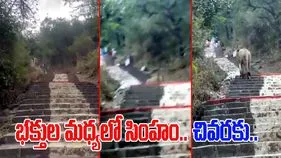Lion Viral Video: కొండపై దైవ దర్శనానికి వెళ్తున్న భక్తులు.. సడన్‌గా దూసుకొచ్చిన సింహం.. చివరకు చూస్తే.. 