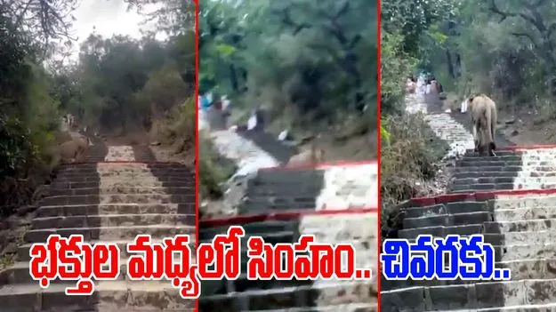 Lion Viral Video: కొండపై దైవ దర్శనానికి వెళ్తున్న భక్తులు.. సడన్‌గా దూసుకొచ్చిన సింహం.. చివరకు చూస్తే.. 