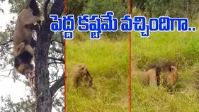 Lion Viral Video: పట్టు తప్పిన సింహం.. చెట్టుపై ఉండగా ఏమైందో చూస్తే.. 