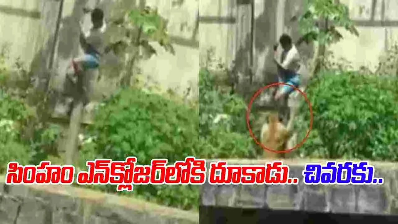 Lion Enclosure Viral Video: లయన్ ఎన్‌క్లోజర్‌లోకి వెళ్లిన యువకుడు.. తర్వాత ఏం జరిగిందంటే.. 