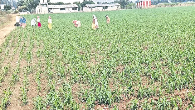 మొక్కజొన్న రైతులను వెంటాడుతున్న కష్టాలు