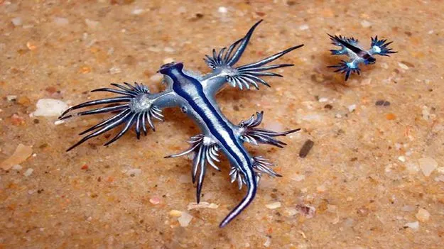 Blue Dragon Fish: కాశిమేడు తీరంలో ‘బ్లూ డ్రాగన్‌’ చేపలు