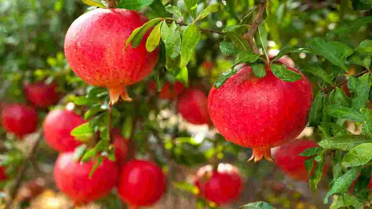 AP News: టన్ను రూ.లక్ష.. మూడు నెలల్లోనే అమాంతం పెరిగిన దానిమ్మ రేటు