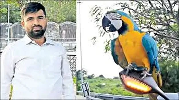 Parrot : పెంపుడు చిలుకను కాపాడబోయి.. అనంతలోకాలకు..