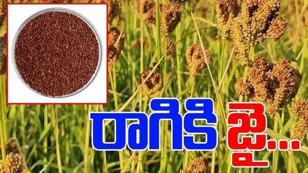 AP News: రాగికి జై.. రబీలో పెరిగిన పంట సాగు విస్తీర్ణం