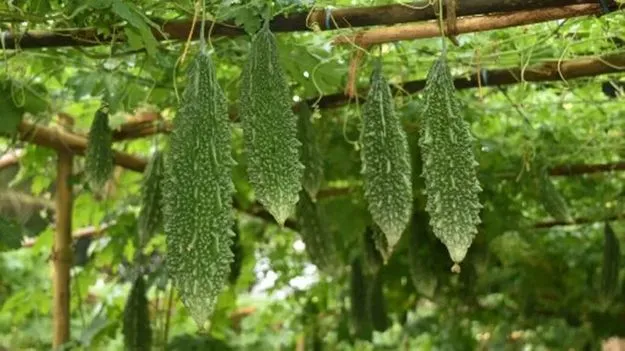 AP News: కాకర.. చేదుకాదు తీపి..!