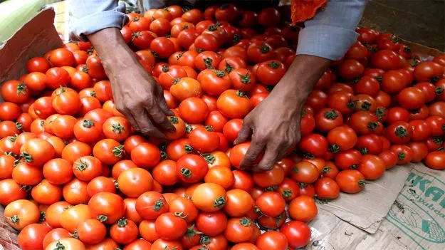 Tomato Price: మళ్లీ పెరిగింది.. టమోటా @ 46