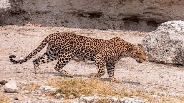 Ananthapuram News: ఆహా.. చిరుత చూడండి.. ఎంత దర్జాగా తిరుగుతోందో..