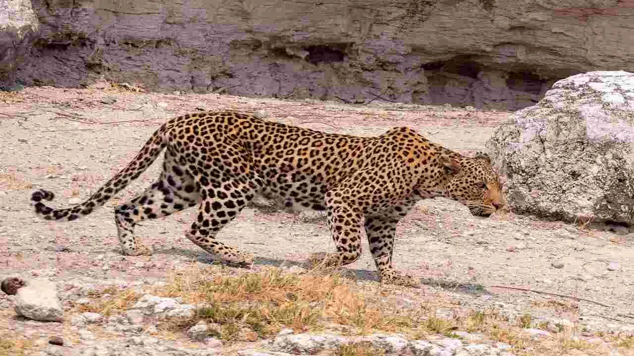 Ananthapuram News: ఆహా.. చిరుత చూడండి.. ఎంత దర్జాగా తిరుగుతోందో..