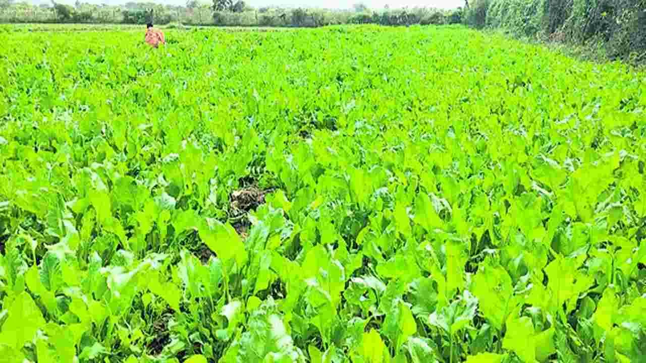 Ananthapuram News: ఆకుకూరల ఖిల్లా.. రేకలకుంట