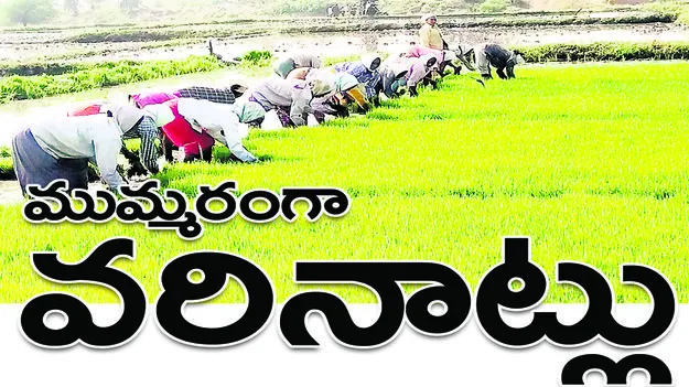 జిల్లాలో ముమ్మరంగా వరినాట్లు..