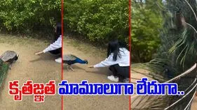 Peacock Viral Video:  యువతి సాయానికి ఫిదా అయిన నెమలి.. ఆహారం తినిపించగానే కృతజ్ఞతగా.. 
