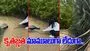 Peacock Viral Video:  యువతి సాయానికి ఫిదా అయిన నెమలి.. ఆహారం తినిపించగానే కృతజ్ఞతగా.. 