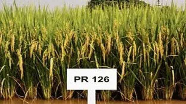 పీఆర్‌ 126పై నీలినీడలు!