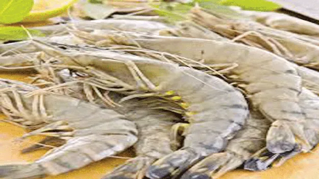 వహ్వా.. ఆక్వా