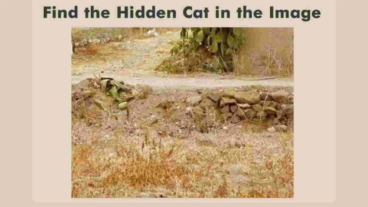 Optical Illusion Test: మీ బ్రెయిన్ షార్ప్ అయితే.. ఈ ఫొటోలో పిల్లి ఎక్కడుందో 5 సెకెన్లలో కనిపెట్టండి..