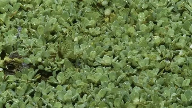 Optical Illusion Test: మీ కళ్లు పవర్‌ఫుల్ అయితే.. ఈ మడుగులో మొసలి ఎక్కడుందో 10 సెకెన్లలో కనిపెట్టండి..