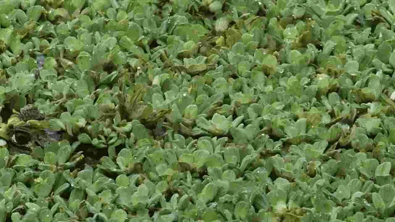 Optical Illusion Test: మీ కళ్లు పవర్‌ఫుల్ అయితే.. ఈ మడుగులో మొసలి ఎక్కడుందో 10 సెకెన్లలో కనిపెట్టండి..