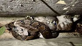 Python attack: వామ్మో.. ఒళ్లు గగుర్పొడిచే వీడియో.. పిల్లిని మింగుతున్న కొండచిలువ.. తర్వాతేం జరిగిందంటే..
