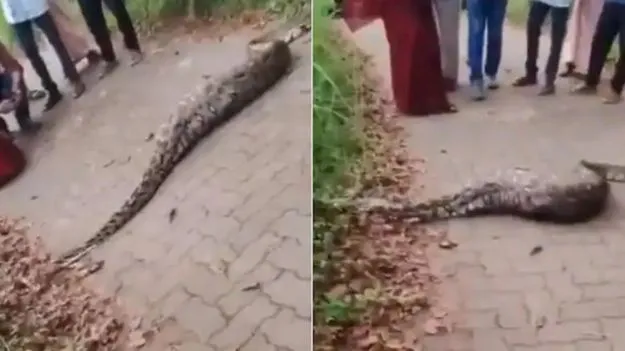 python swallows deer: జింకను మింగేసిన కొండచిలువ.. ఎన్ని అవస్థలు పడుతోందో చూడండి.. 