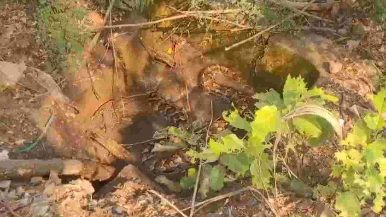 Bheemavaram python video: భీమవరంలో భారీ కొండచిలువ హల్‌చల్..