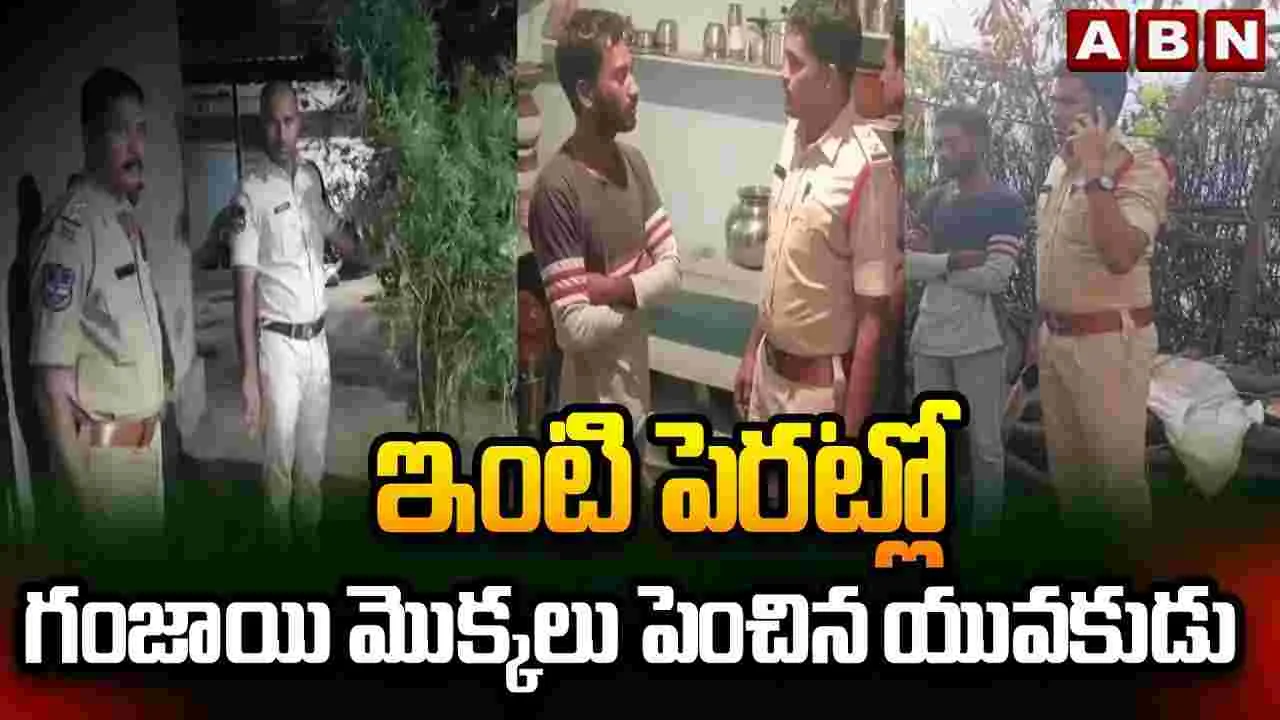 ఇంటి పెరట్లో గంజాయి మొక్కలు పెంచిన యువకుడు