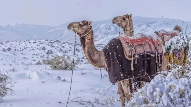 Saudi Arabia snowfall: సౌదీ అరేబియాలో మంచు వర్షం.. ఆ అందాన్ని ఆస్వాదించాలనుకుంటున్నారా..