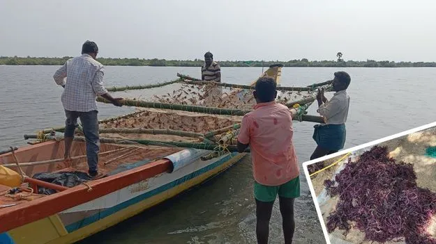  Sea: సముద్రంలో సేద్యం