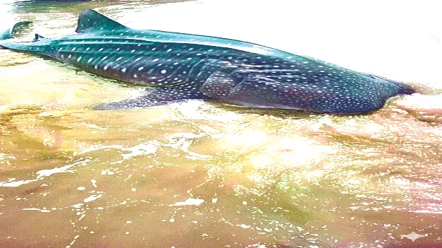  తీరానికి కొట్టుకొచ్చిన  భారీ సొరచేప 