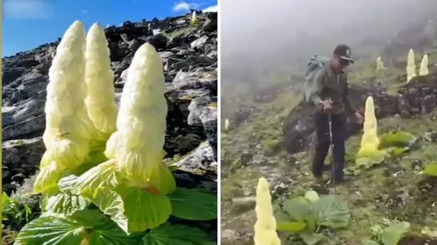 Sikkim Sundari mystery: ఆనంద్ మహీంద్రా ఫిదా.. ఈ సిక్కిం సుందరి విశేషాలు తెలుసా..