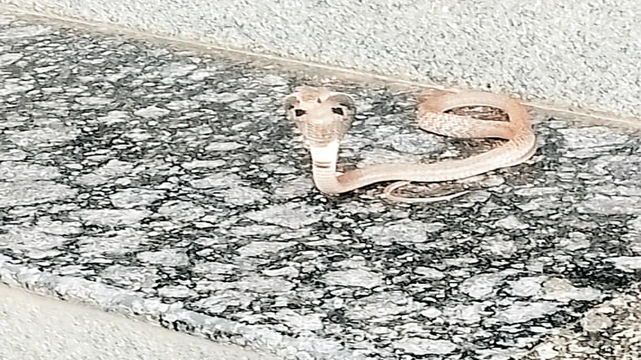 శివాలయంలో నాగుపాము ప్రత్యక్షం