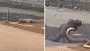 Mongoose vs snake: థ్రిల్లింగ్ ఫైట్.. పాము ముంగిసల పోరాటంలో విజేత ఎవరో చూడండి..