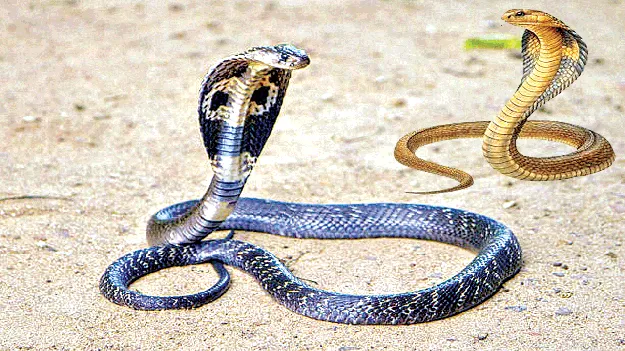 పాములతో జాగ్రత్త