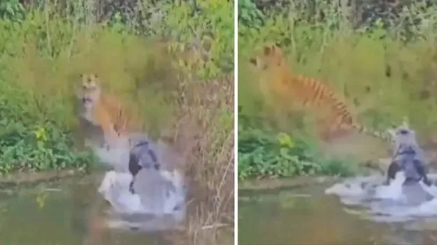 Tiger vs crocodile: నది ఒడ్డుకు వెళ్లిన పెద్దపులి.. నీరు తాగేలోపు షాకింగ్ అనుభవం.. ఒళ్లు గగుర్పొడిచే వీడియో..