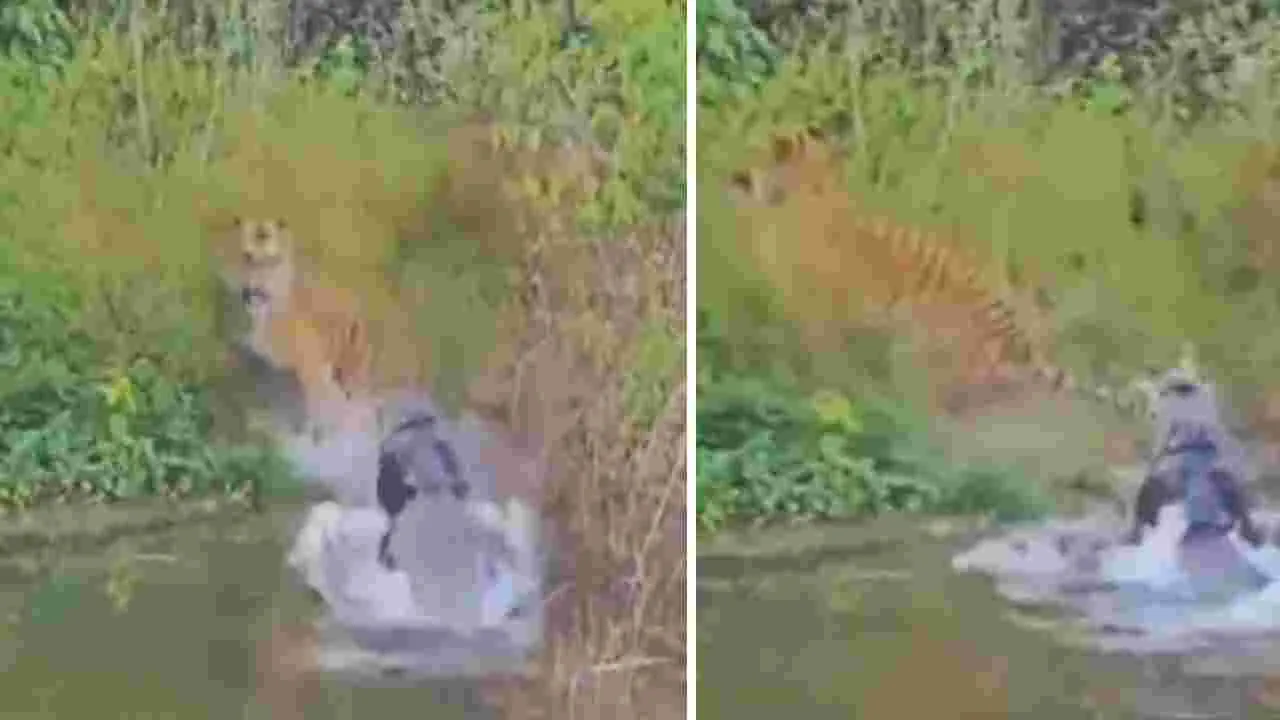 Tiger vs crocodile: నది ఒడ్డుకు వెళ్లిన పెద్దపులి.. నీరు తాగే లోపు షాకింగ్ అనుభవం.. ఒళ్లు గగుర్పొడిచే వీడియో..