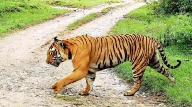 Singareni Tiger: వామ్మో పెద్దపులి.. భయాందోళనలో సింగరేణి కార్మికులు