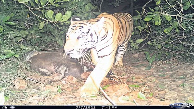 అడవుల్లో జంతు గణన