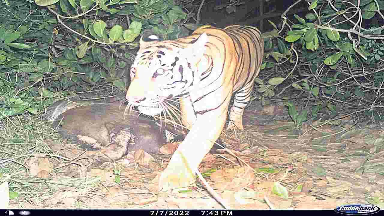 అడవుల్లో జంతు గణన