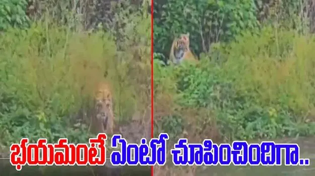 Tiger Funny Video: పులికి భయం అంటే ఏంటో చూపించిందిగా.. నీళ్లు తాగడానికి వెళ్లగానే.. 