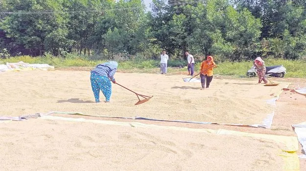జోరుగా ధాన్యం కొనుగోళ్లు