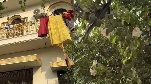 Varanasi Home Go Viral: ఛీ ఛీ మరీ ఇంత దారుణమా.. చెట్టును డైపర్ చెట్టు చేసేశారు..