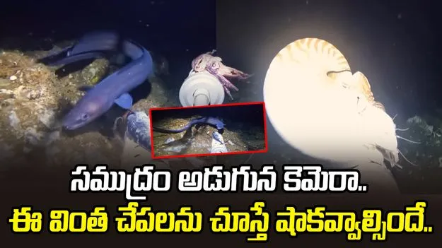 Deep ocean camera: సముద్రం అడుగున కెమెరా.. ఈ వింత చేపలను చూస్తే షాకవ్వాల్సిందే.. 