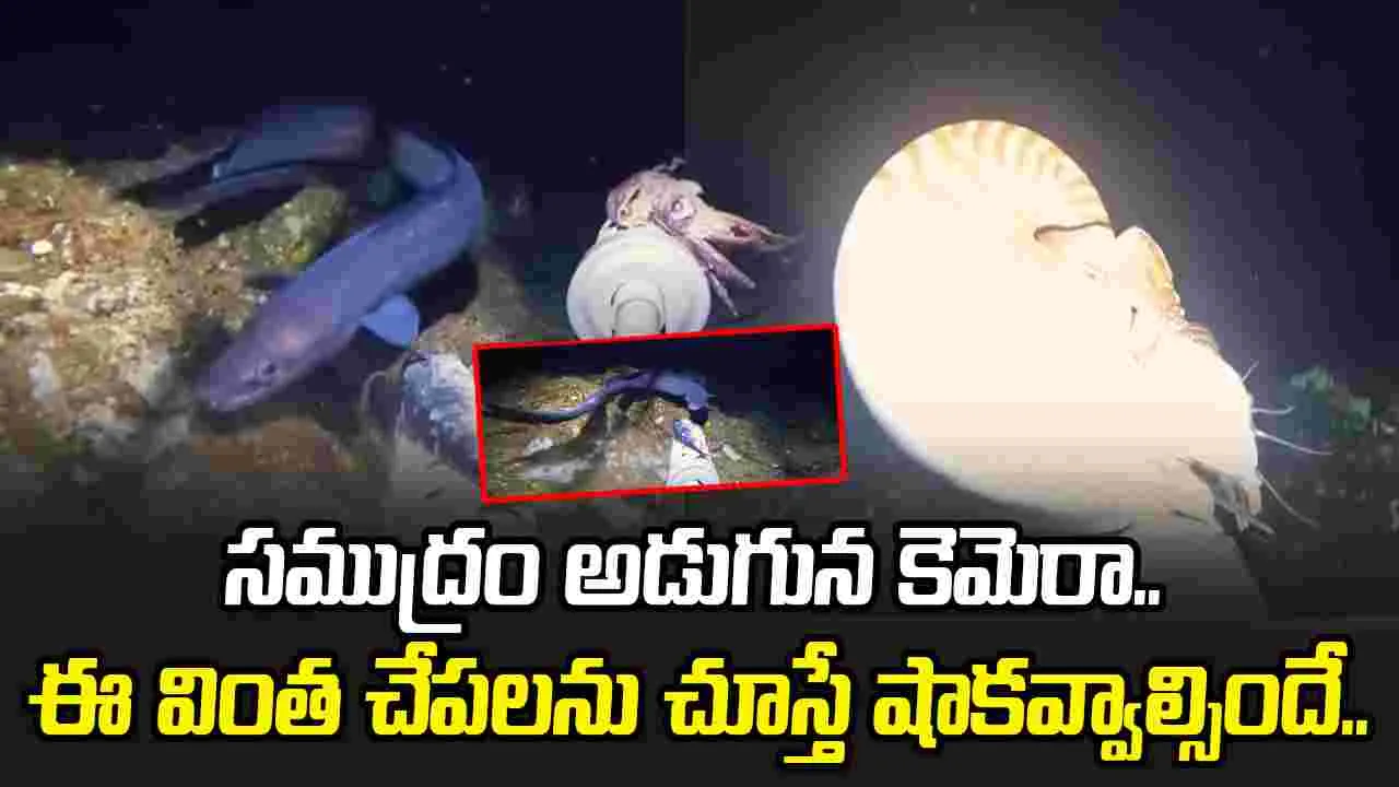 Deep ocean camera: సముద్రం అడుగున కెమెరా.. ఈ వింత చేపలను చూస్తే షాకవ్వాల్సిందే.. 