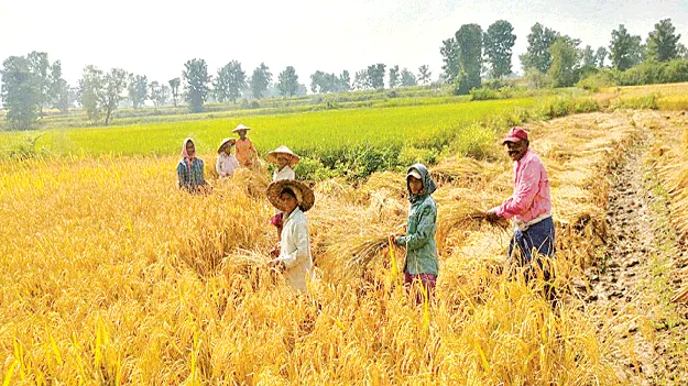 Worker Shortage…  కూలీల కొరత..  ఖర్చుల మోత!