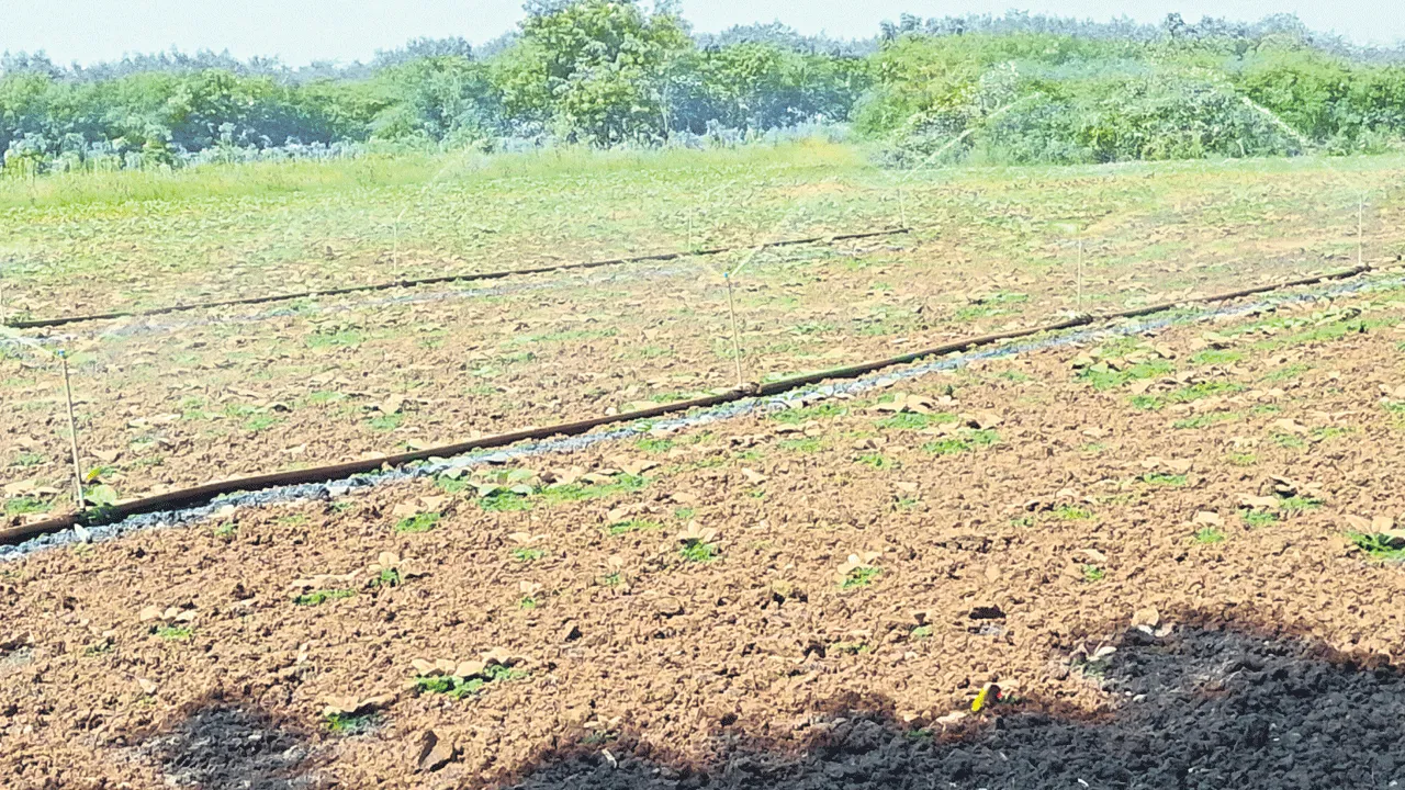 నీటి తడులపై రైతులు దృష్టి