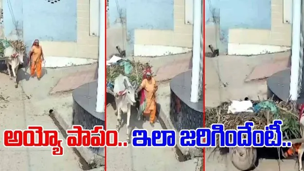 Woman Death Viral Video: ఇలా చనిపోతుందని ఎవరైనా అనుకున్నారా.. ఎద్దుల బండి నడుపుతుండగా..