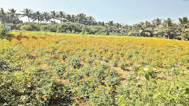 బంతి సాగు భళా..!