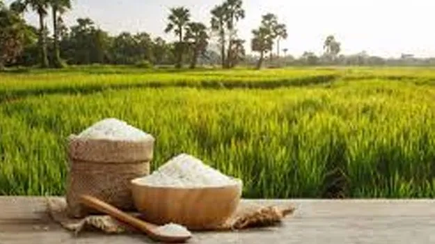India Becomes World's Top Rice Producer: వరిధాన్యం ఉత్పత్తిలో భారత్‌ ప్రపంచంలోనే నంబర్‌ 1