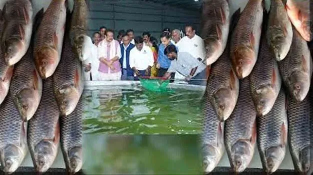 Telangana Fish Farming: హైదరాబాద్‌లో రెయిన్‌బో జెల్ల చేపల ఉత్పత్తి కేంద్రం